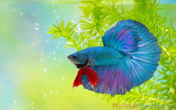 Cá Betta 3