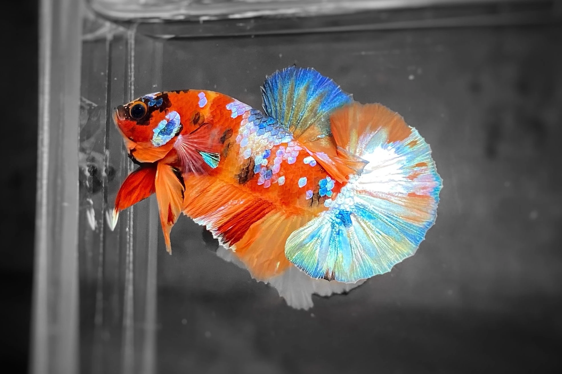 Cá Betta 4