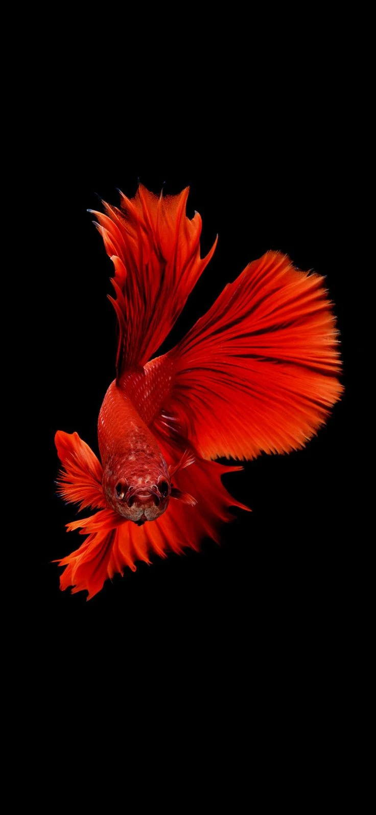 Cá Betta 5