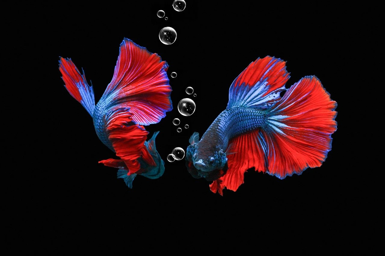 Cá Betta 6