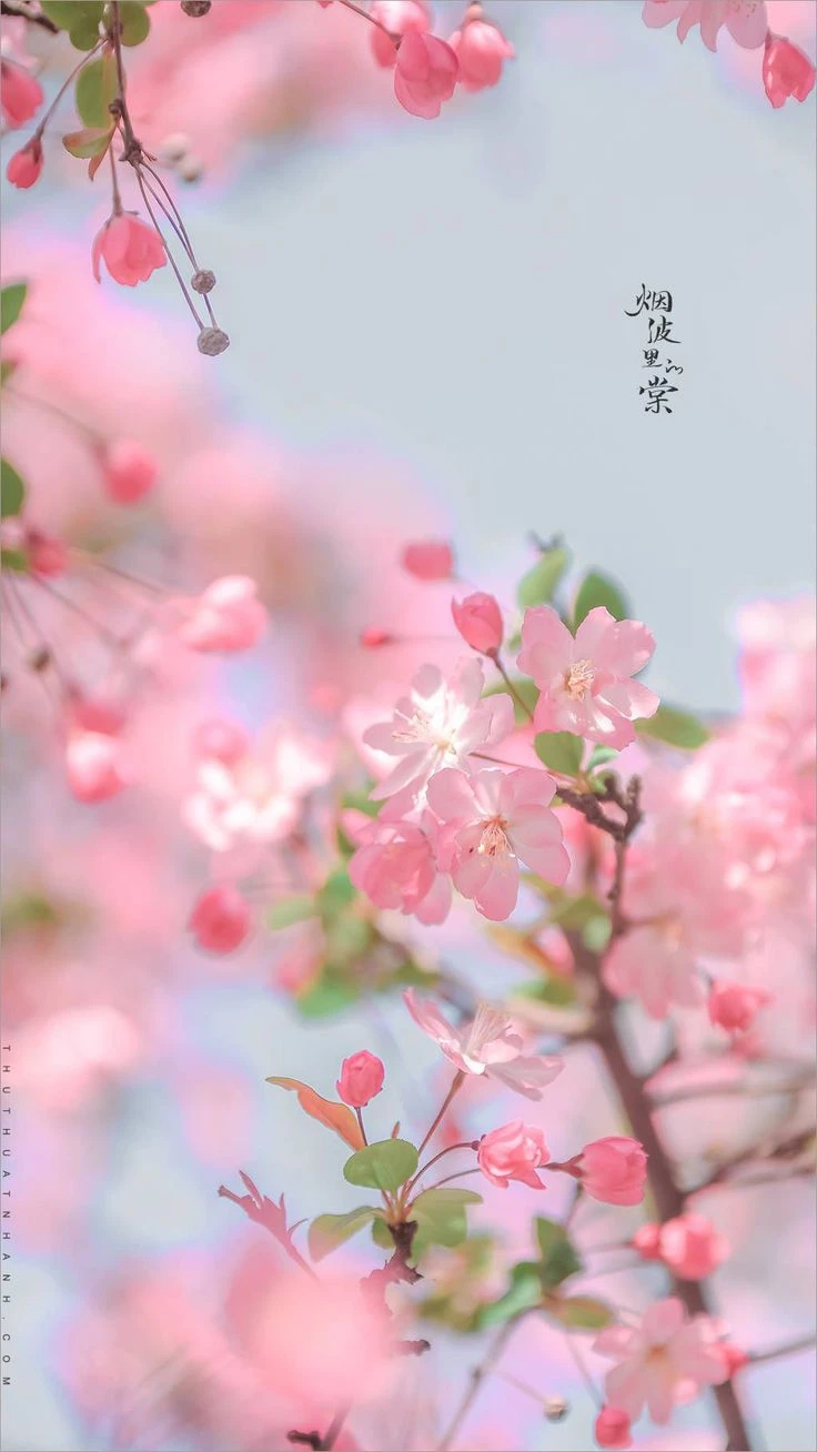 Hình ảnh hoa 2