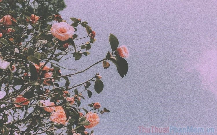 Hình ảnh hoa cúc