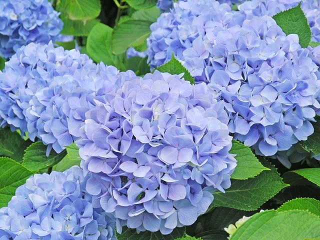 Hoa Cẩm Tú Cầu