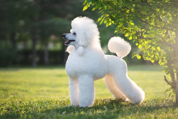Poodle trắng lớn