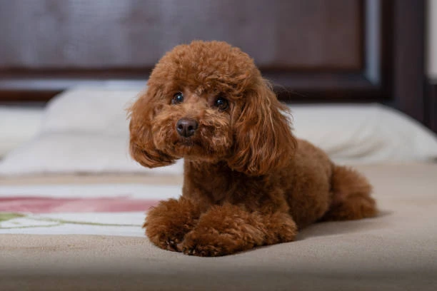 Chó Poodle nhỏ trên giường
