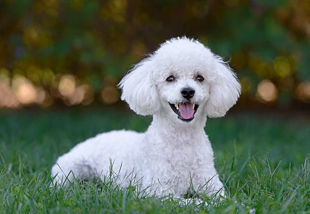 Chó Poodle trắng dễ thương