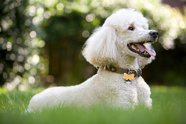 Chó Poodle chơi đùa trong vườn