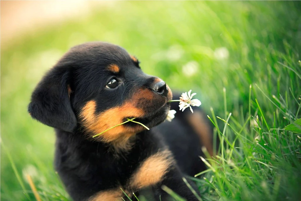 Chó cute