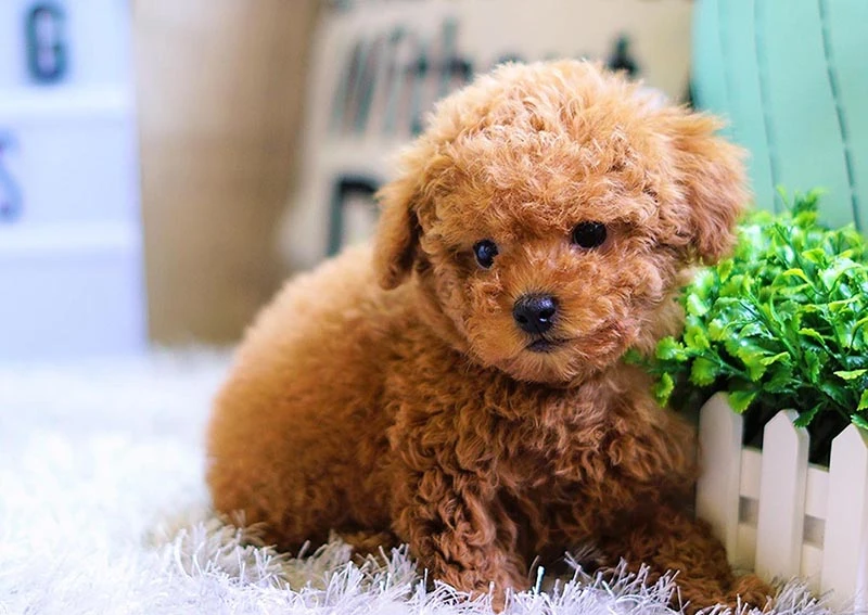 Hình ảnh chó Poodle đáng yêu