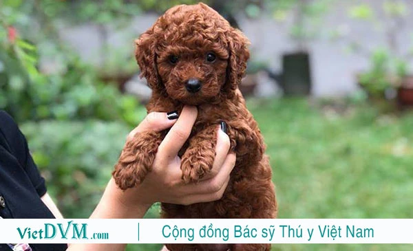 Tên chó Poodle dễ thương