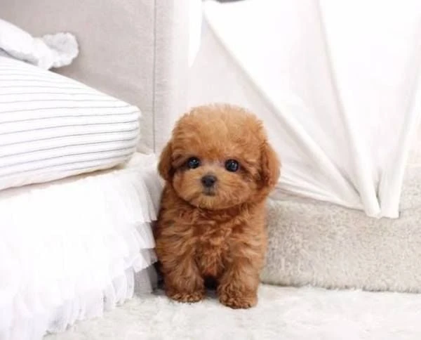 Tên chó Poodle nâu dễ thương