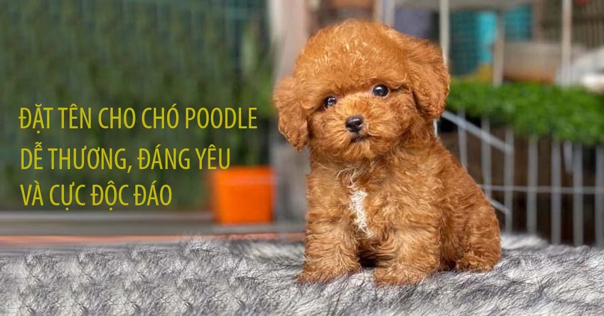 Tên chó Poodle nâu dễ thương