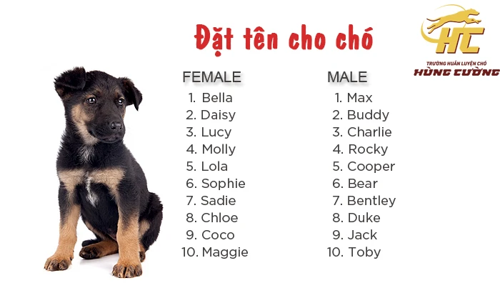 Tên chó Poodle đáng yêu
