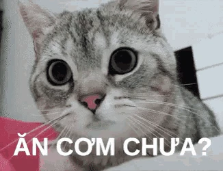 Meme về việc hỏi thăm cơm nước