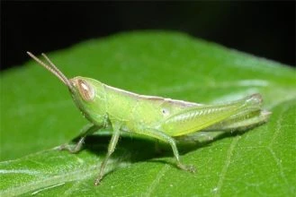 Cào cào trên cánh đồng