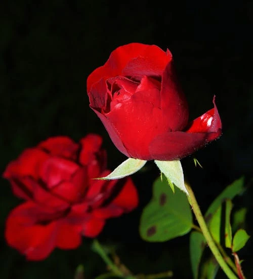 Hình nền hoa hồng trắng