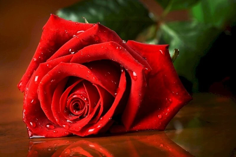 Hình nền hoa hồng vàng