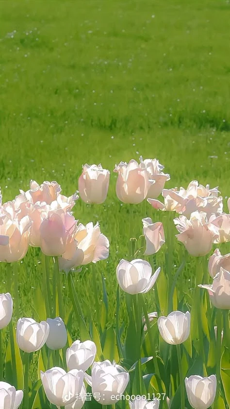 Hình nền hoa tulip đẹp