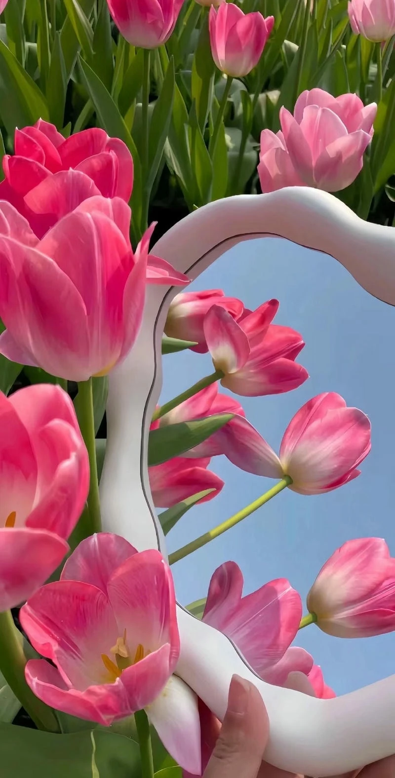 Hình nền hoa tulip đẹp