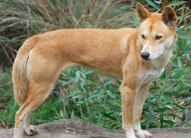Chó cỏ trong tự nhiên