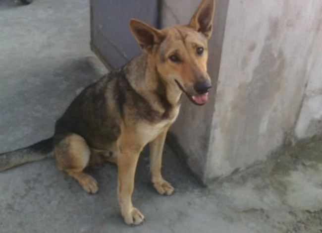 Chó cỏ trong tự nhiên
