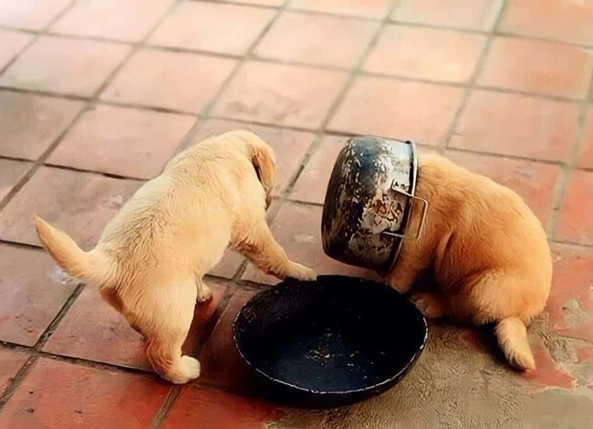 Hình ảnh chó cỏ đẹp