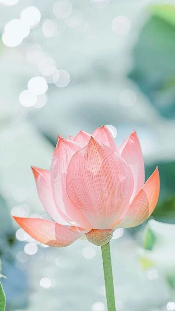 Hình nền hoa sen