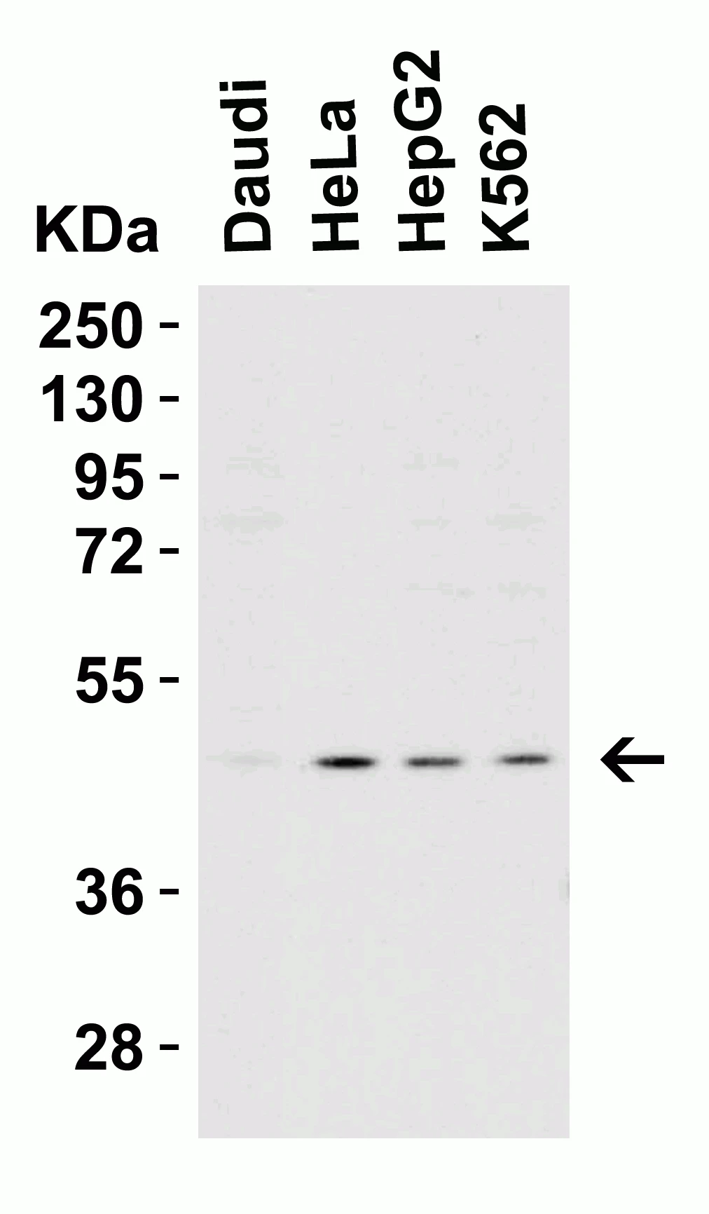 Caspase-9 antibody
