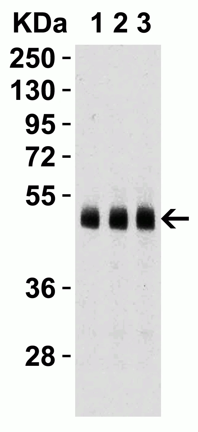 Caspase-9 antibody