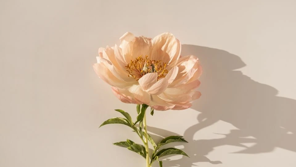 Hình nền hoa mẫu đơn 2