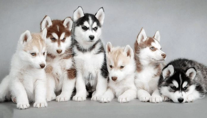Chó Husky