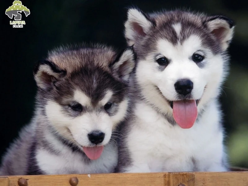 Chó Husky Đẹp
