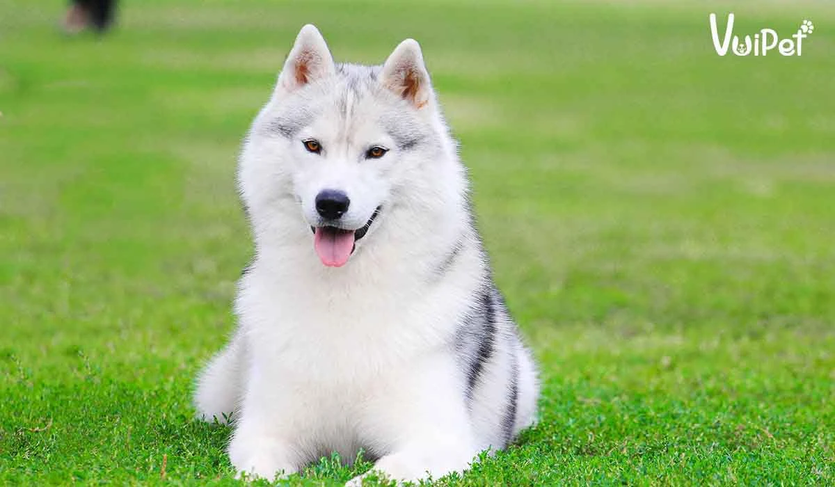 Chó Husky Ngầu