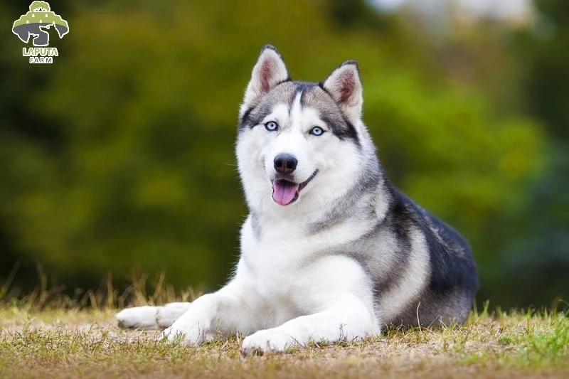 Chó Husky Dễ Thương