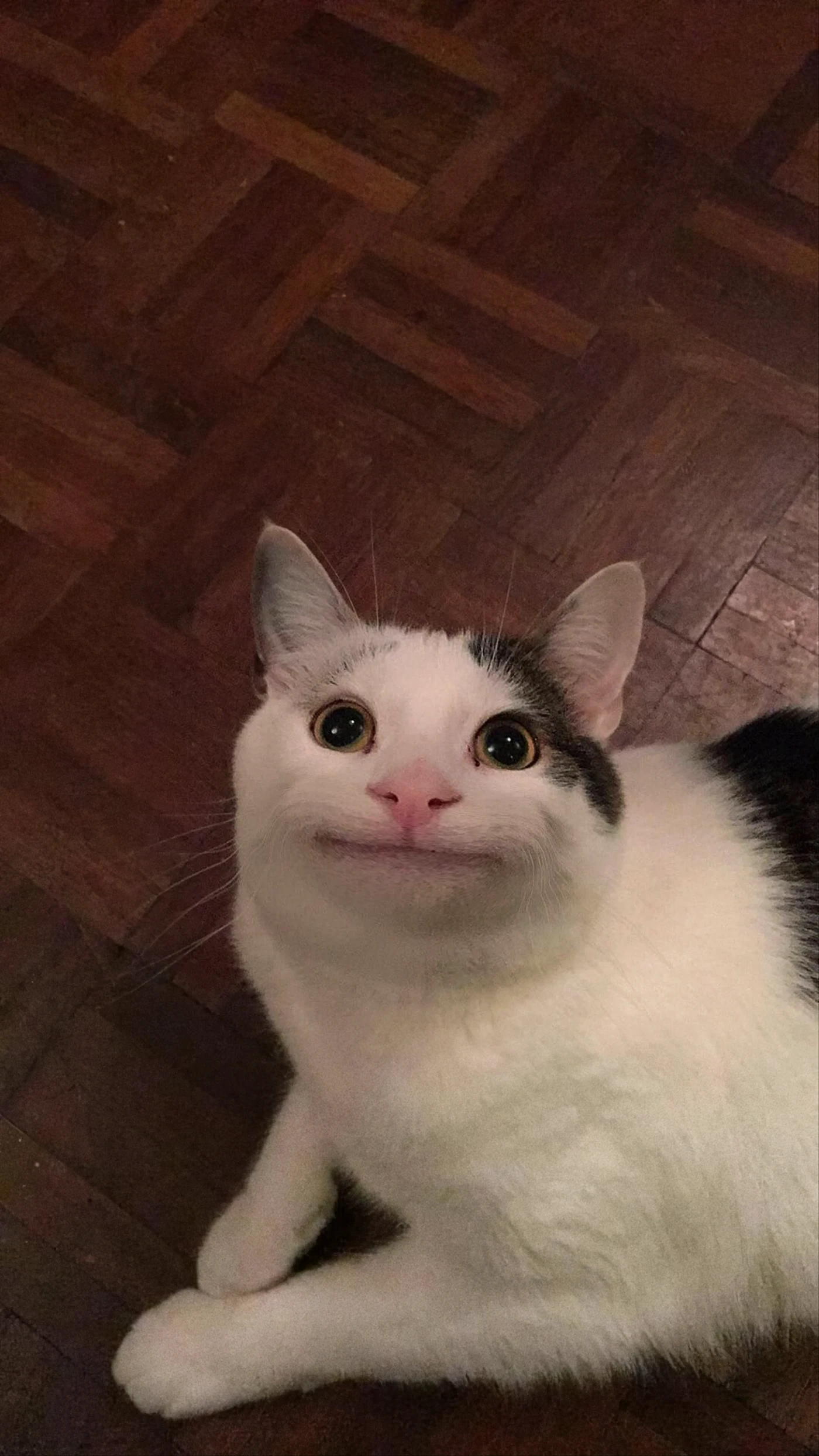 Chú mèo trắng đáng yêu