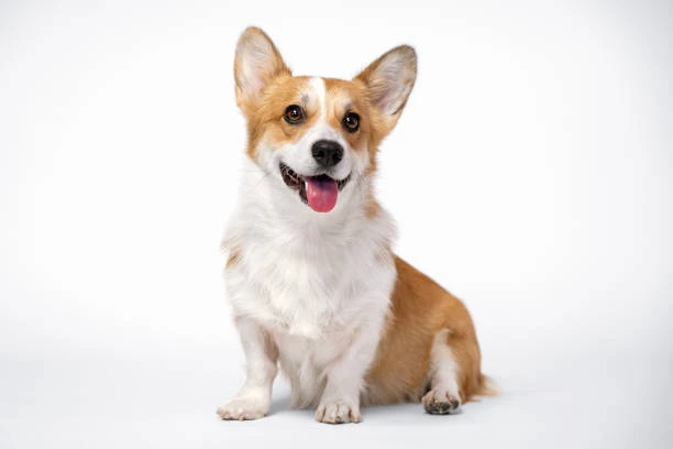 Chó Corgi ngồi và mỉm cười