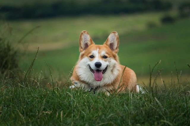 Hình ảnh chó Corgi đang chơi đùa