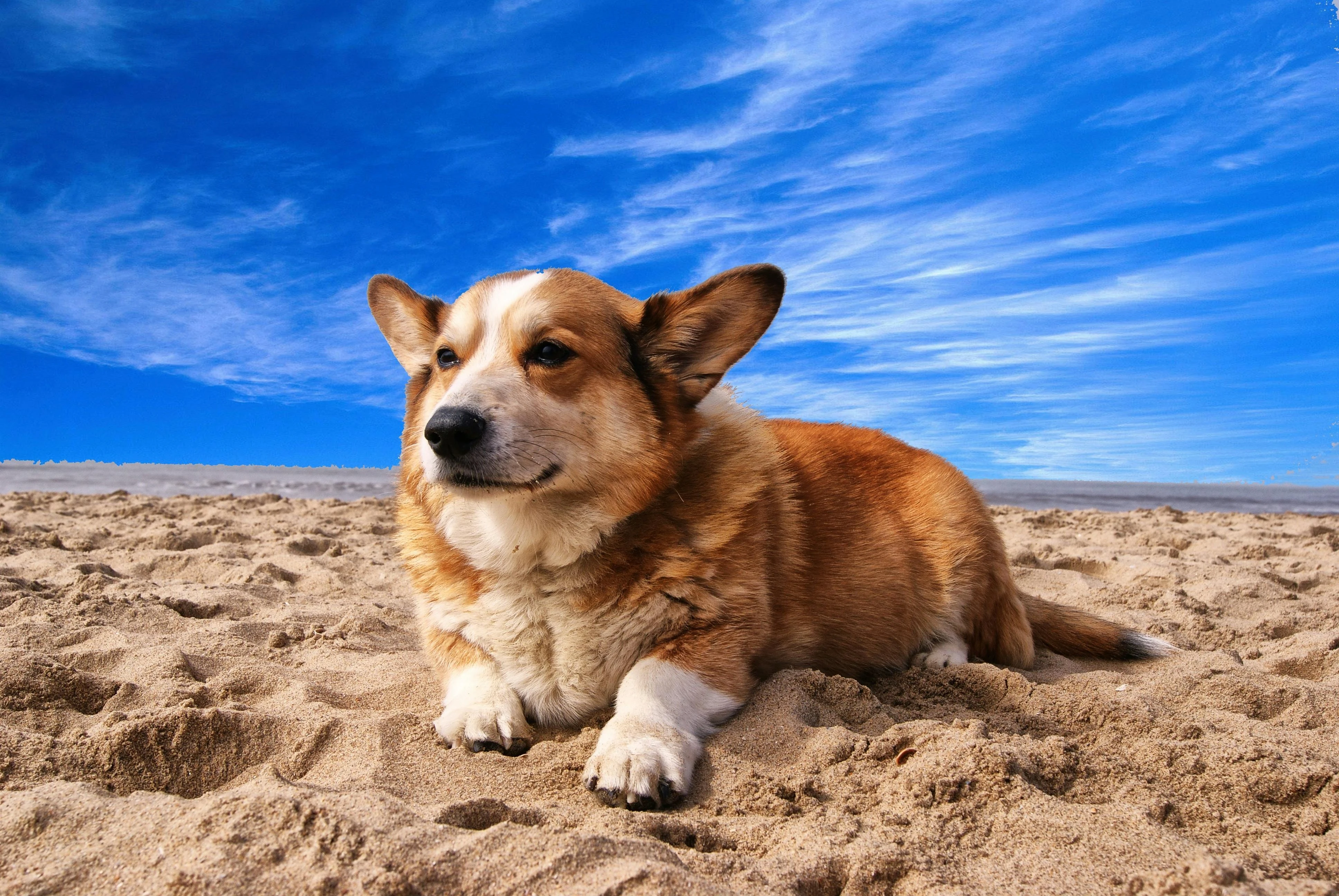 Corgi đang vui đùa