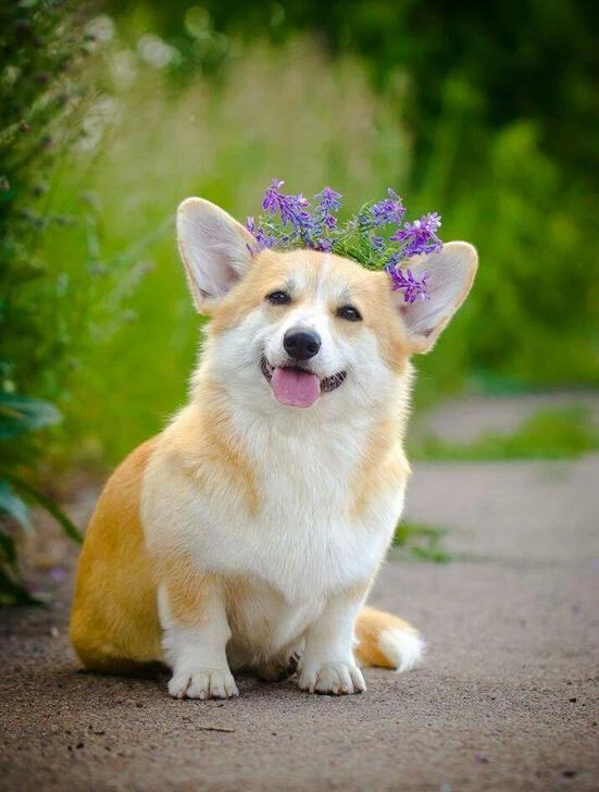Chó Corgi đang tận hưởng cuộc sống