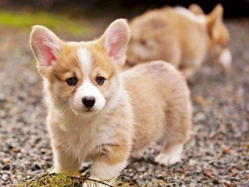 Chó Corgi trong tư thế dễ thương
