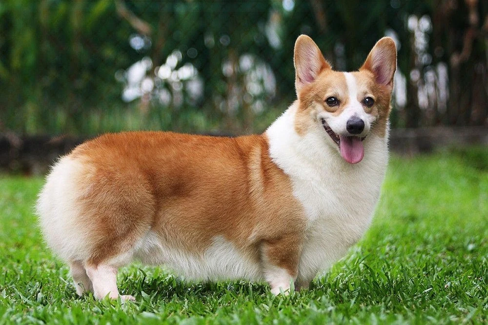 Corgi đang thư giãn