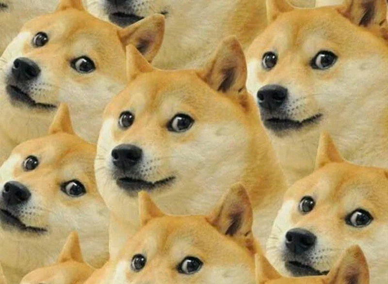 Chó Shiba đáng yêu