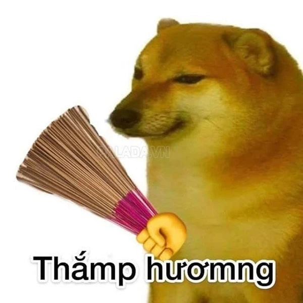Chó Shiba biểu cảm hài hước