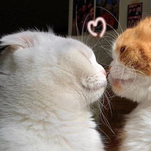 Mèo cute 3