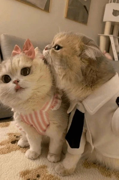 Mèo cute 5