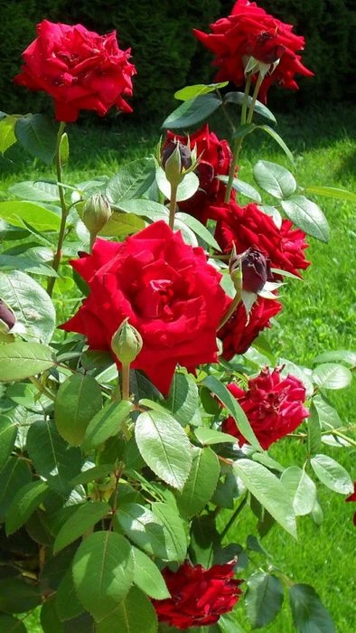 Hình ảnh hoa đẹp