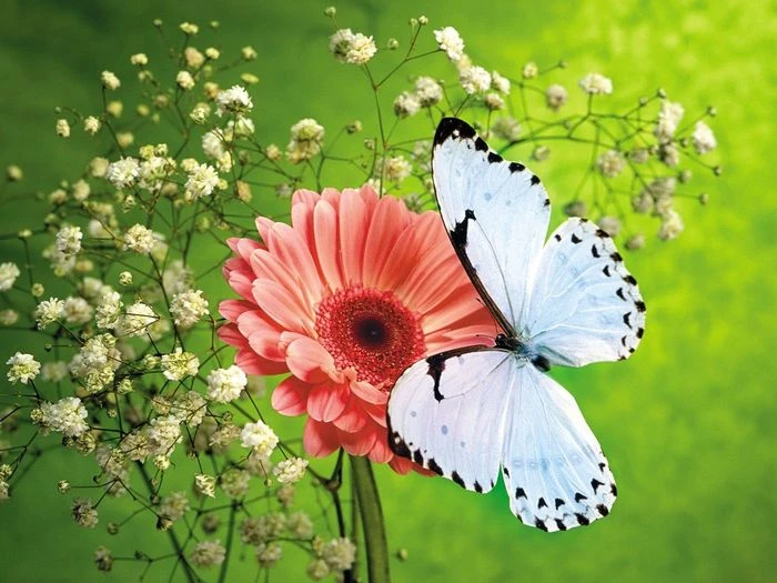 Hình ảnh hoa đồng tiền bên chú bướm