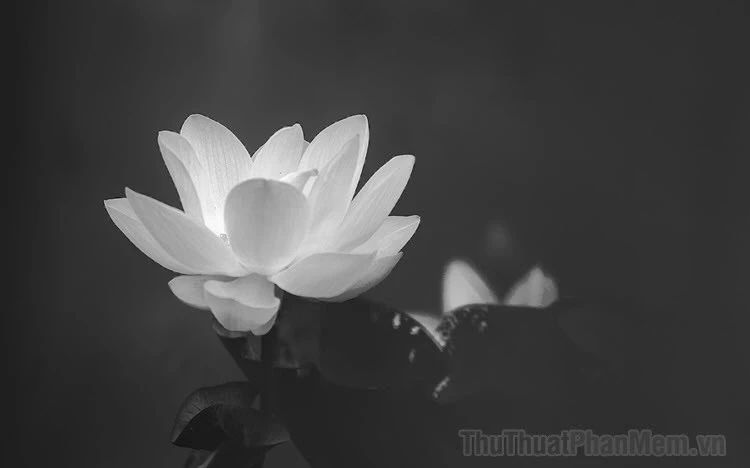 Hình ảnh hoa sen trắng đen