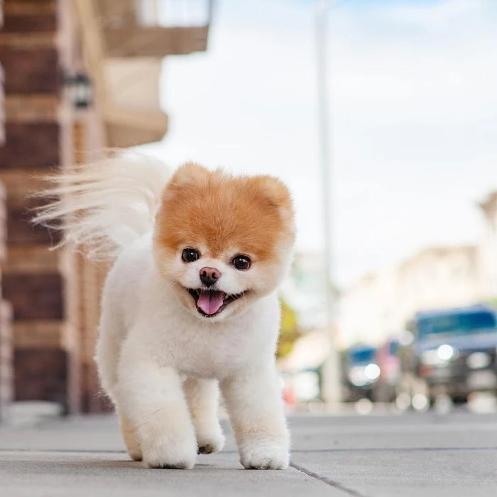Corgi dễ thương