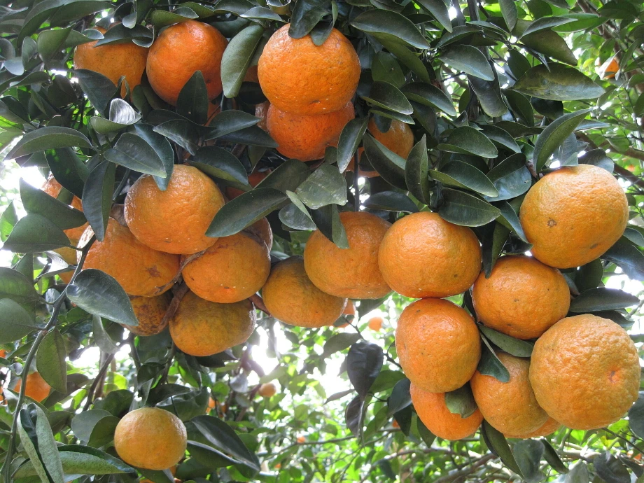 Nghệ thuật màu sắc